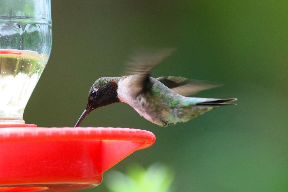 Ruby-throated Hummingbird - ML227134891