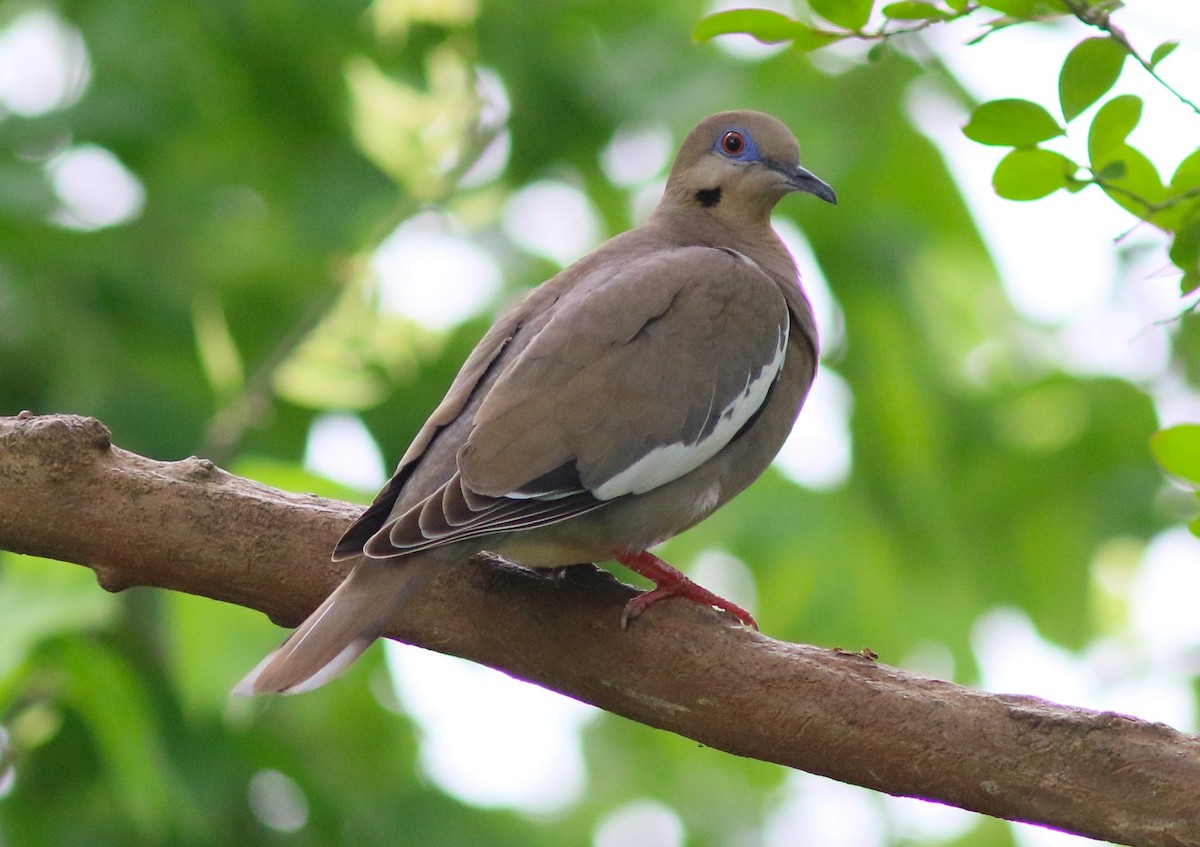 White-winged Dove - ML227135521