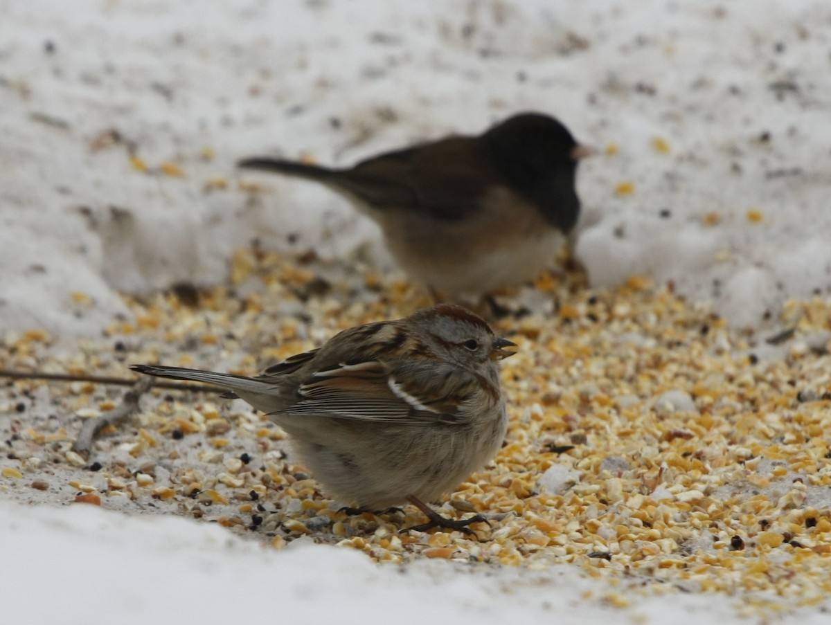 American Tree Sparrow - ML22713591