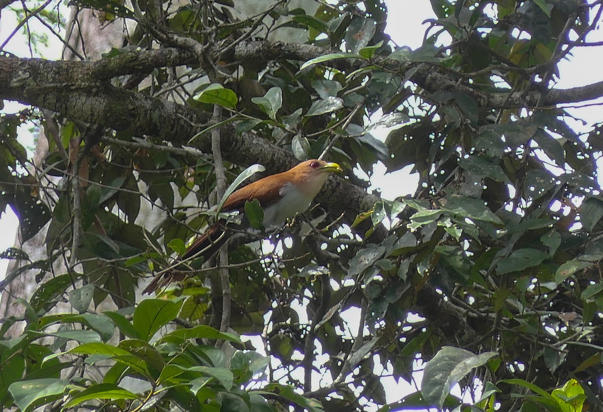 Squirrel Cuckoo - ML227137141