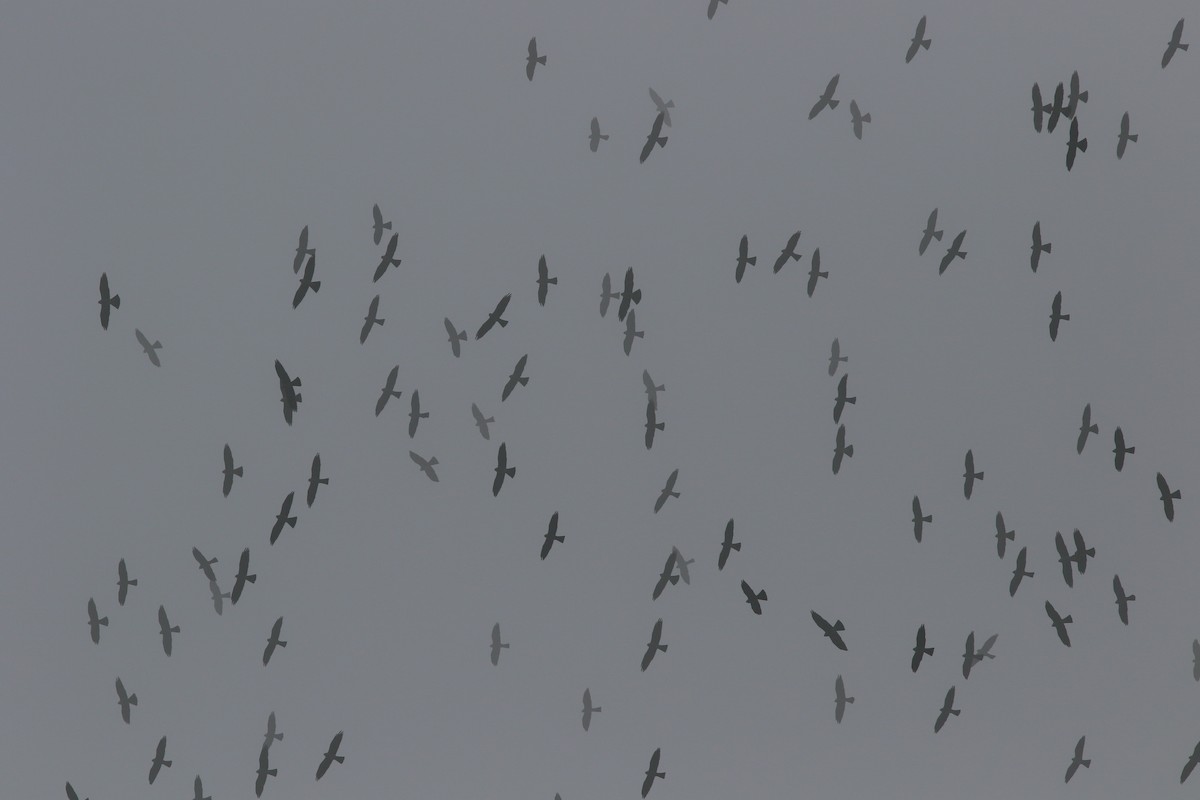 Mississippi Kite - ML227141091