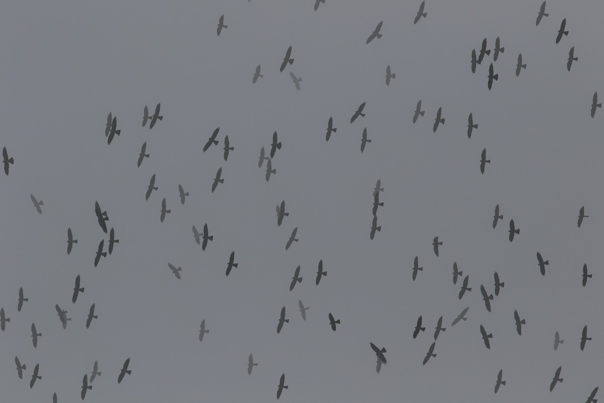 Mississippi Kite - ML227141201