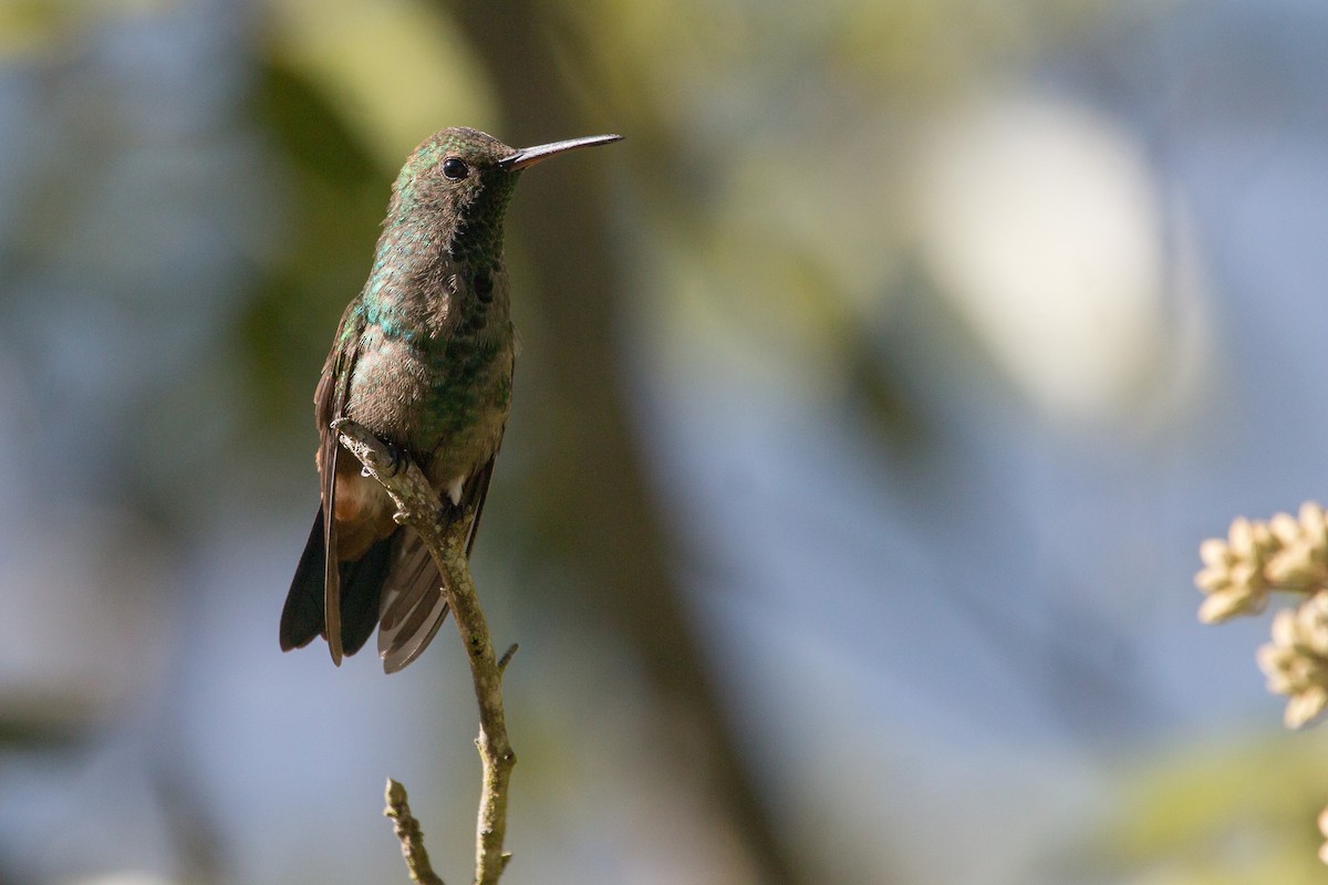 kolibřík měděnořitý - ML227141451