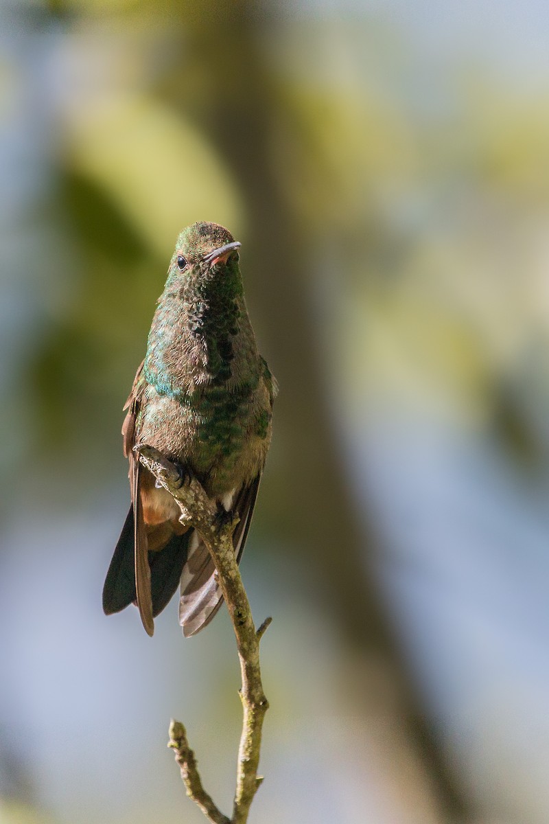 kolibřík měděnořitý - ML227141461