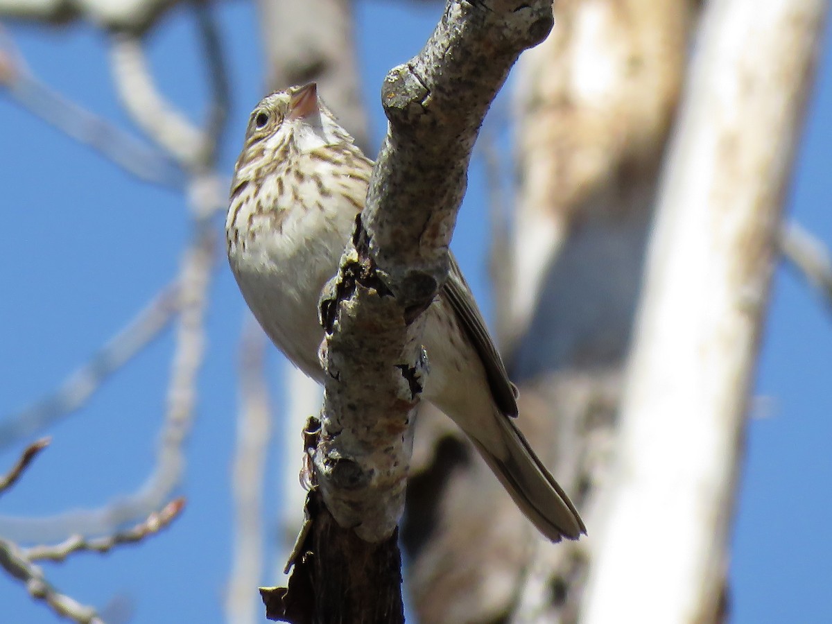 Vesper Sparrow - ML227144291