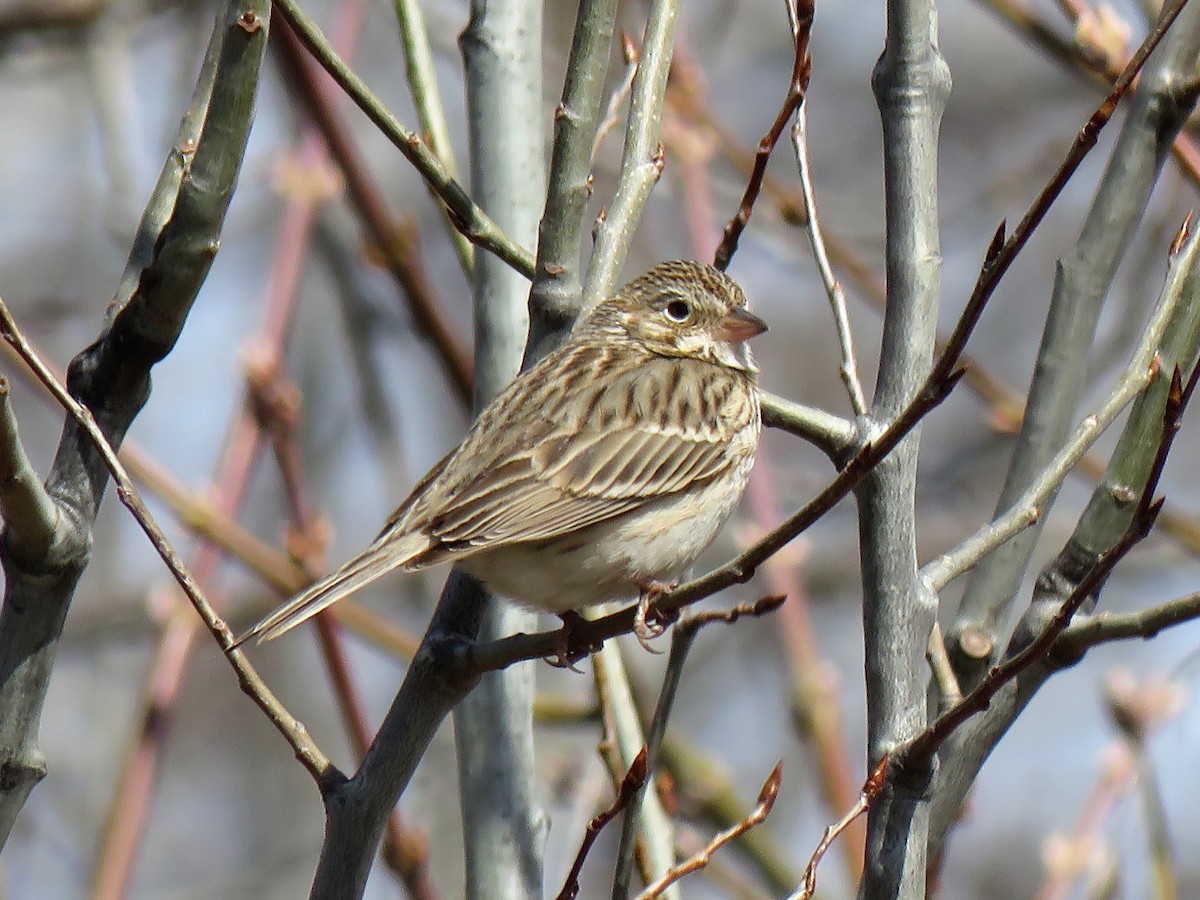 Vesper Sparrow - ML227144301