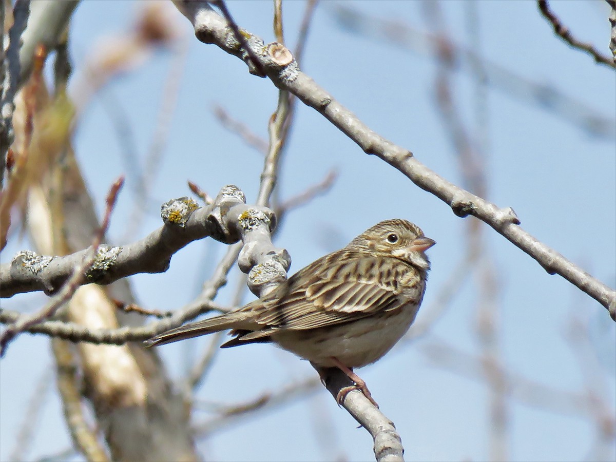 Vesper Sparrow - ML227144361