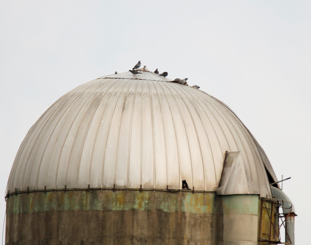 Rock Pigeon (Feral Pigeon) - ML227144541