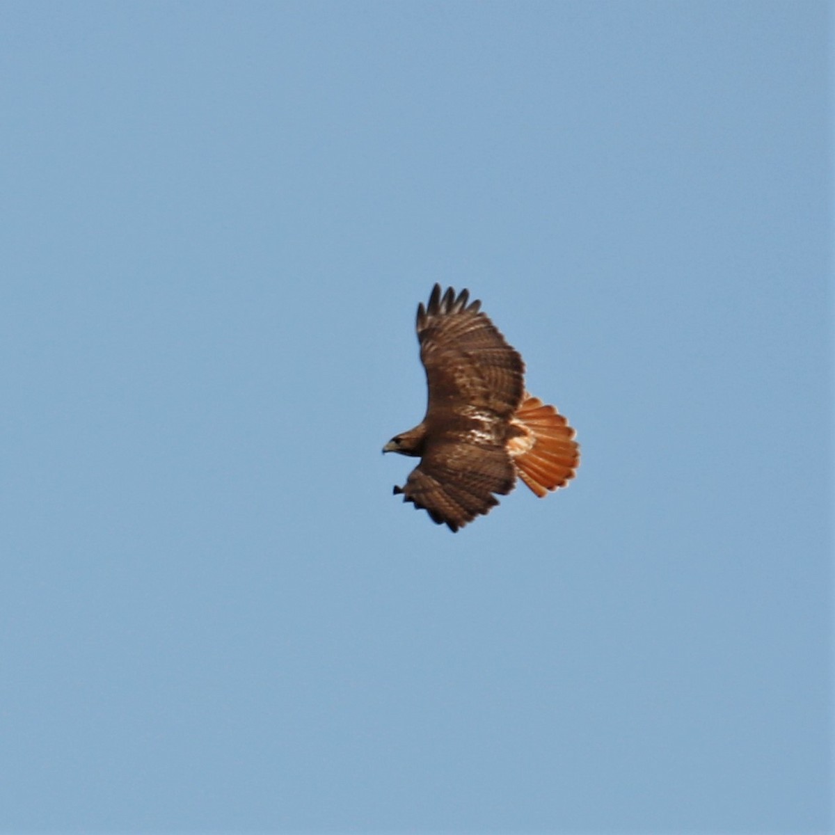 Red-tailed Hawk (borealis) - ML227145211