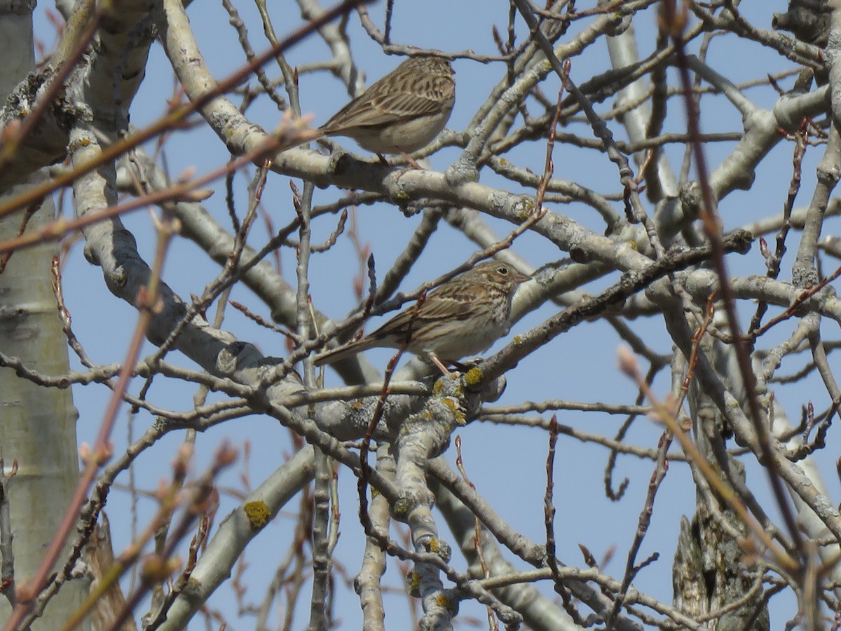 Vesper Sparrow - ML227145351