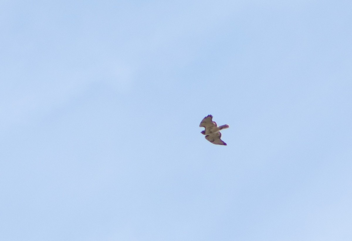 Red-tailed Hawk - ML227145391