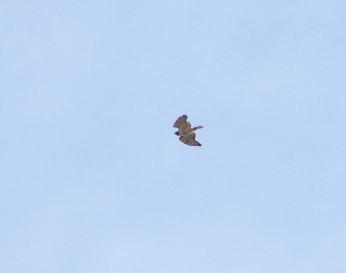 Red-tailed Hawk - ML227145401