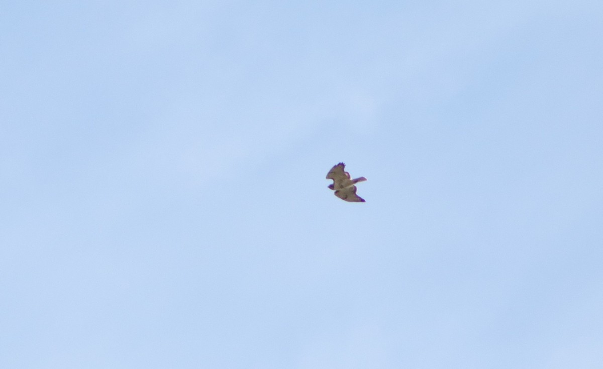 Red-tailed Hawk - ML227145411