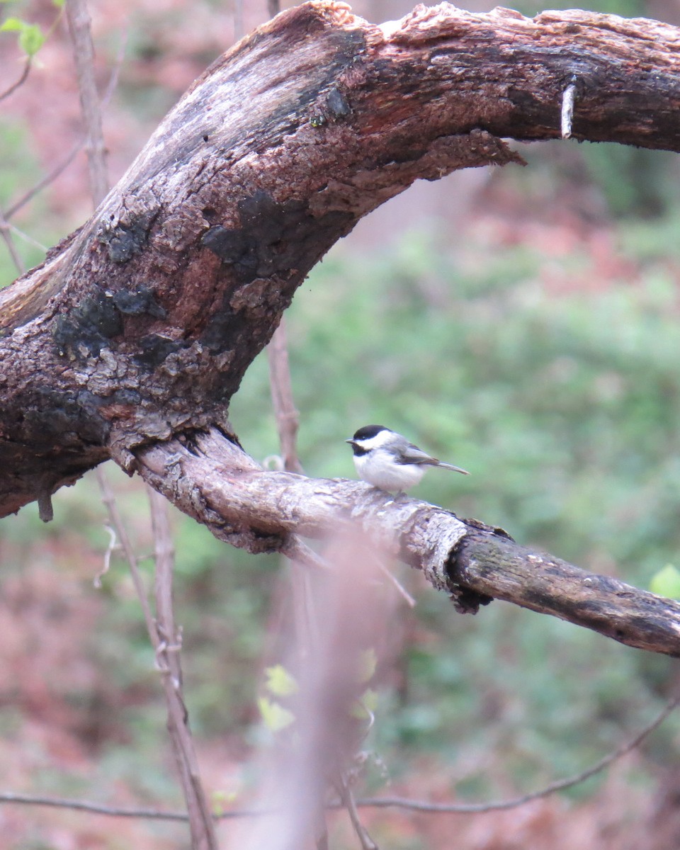 Carolina Chickadee - Pete Yarrington