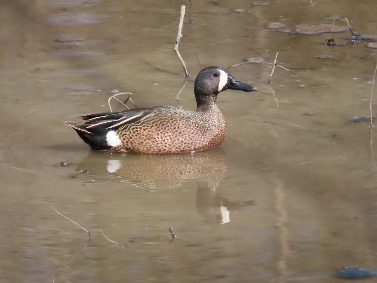Blue-winged Teal - ML227146061