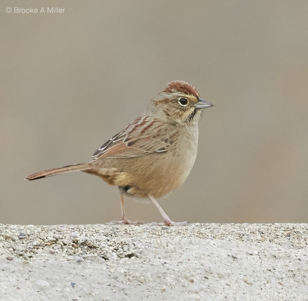Rufous-crowned Sparrow - Brooke Miller