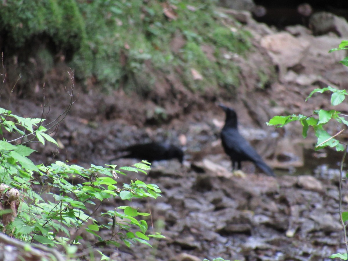 American Crow - ML227148171
