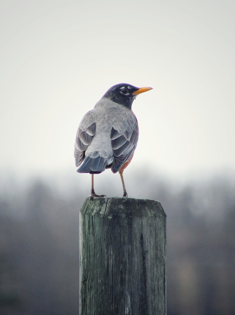 American Robin - ML227148471