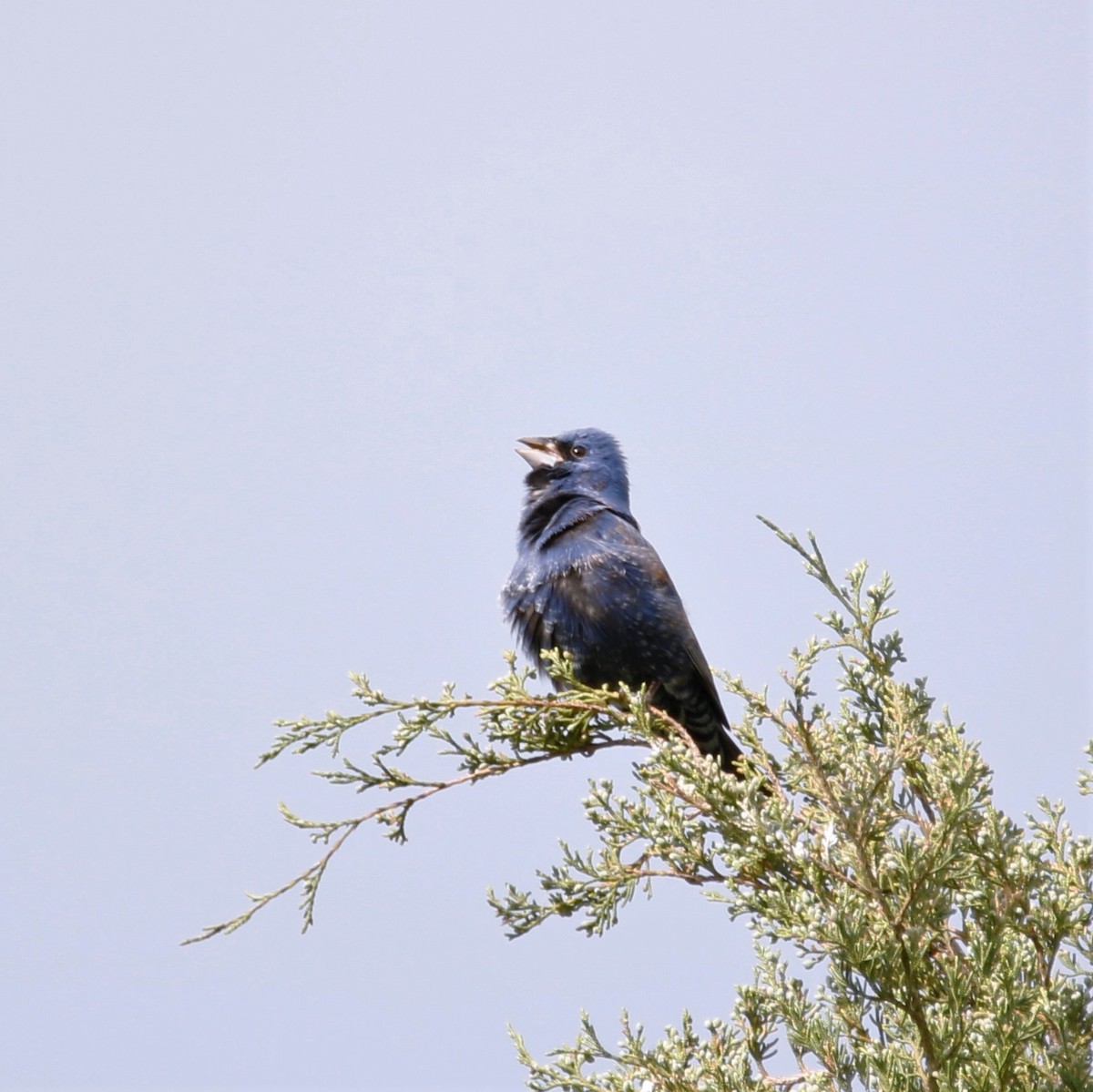 Blue Grosbeak - ML227148991