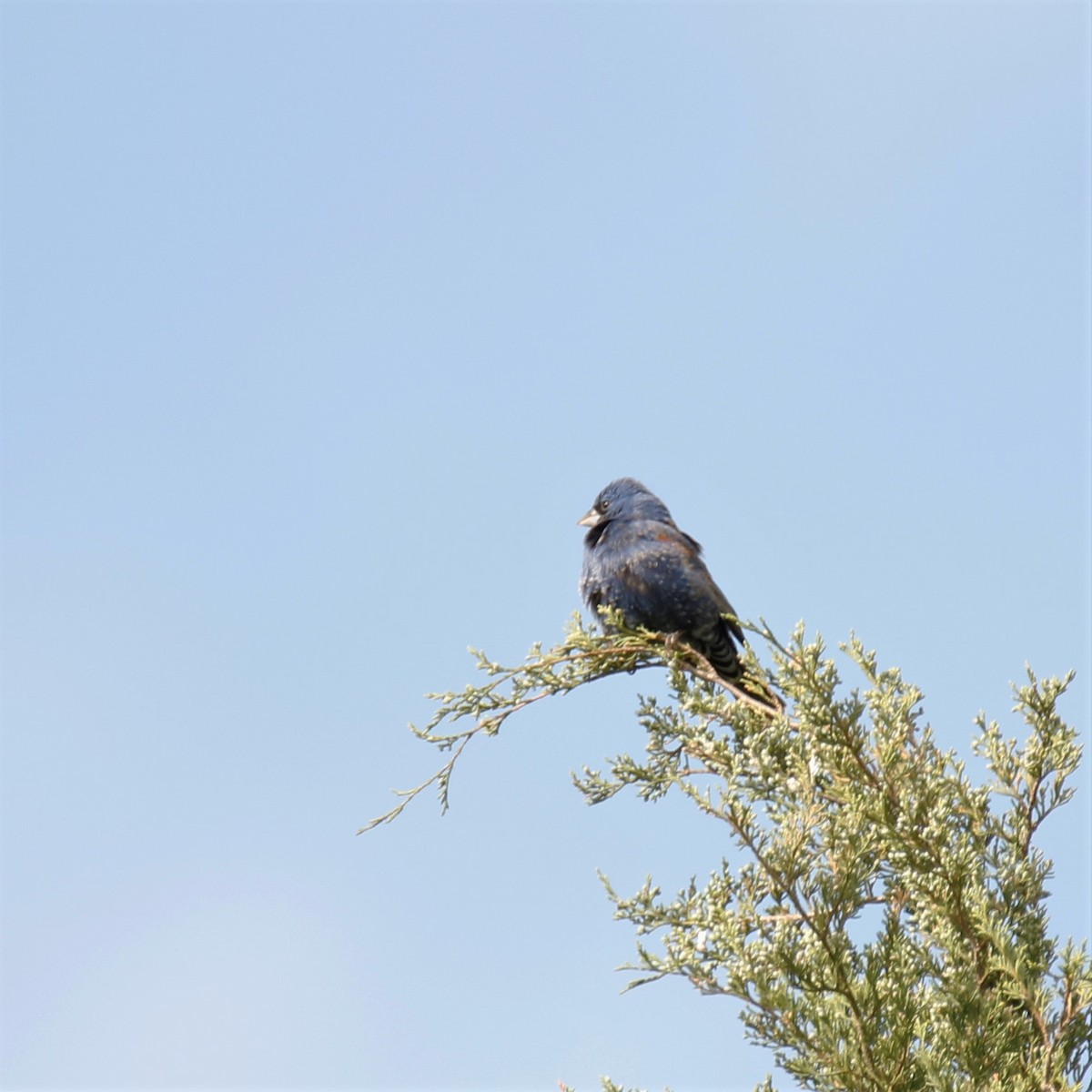 Blue Grosbeak - ML227149001