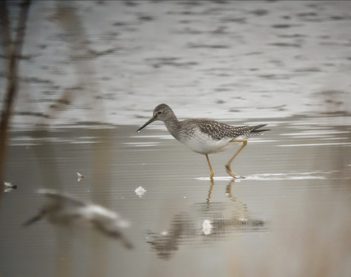 gulbeinsnipe - ML227149601