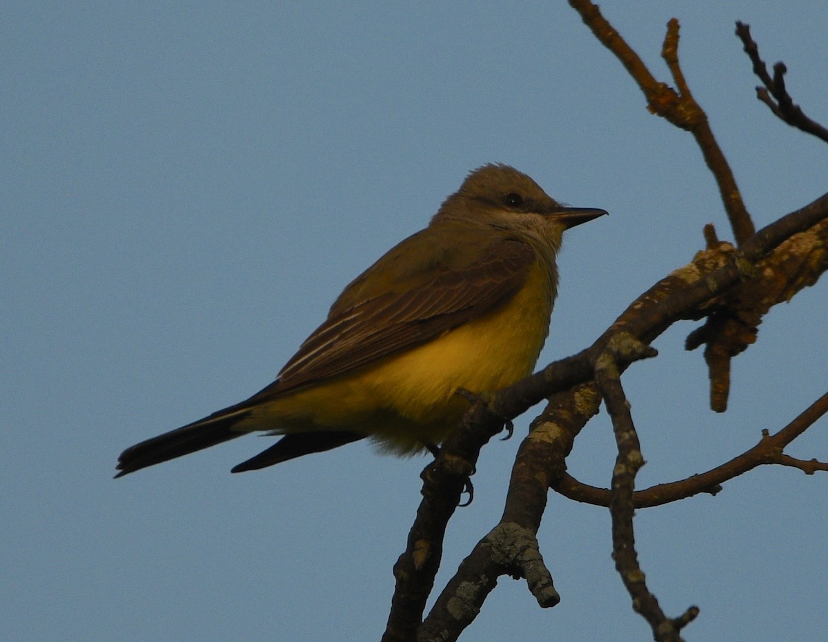 Western Kingbird - ML227154891