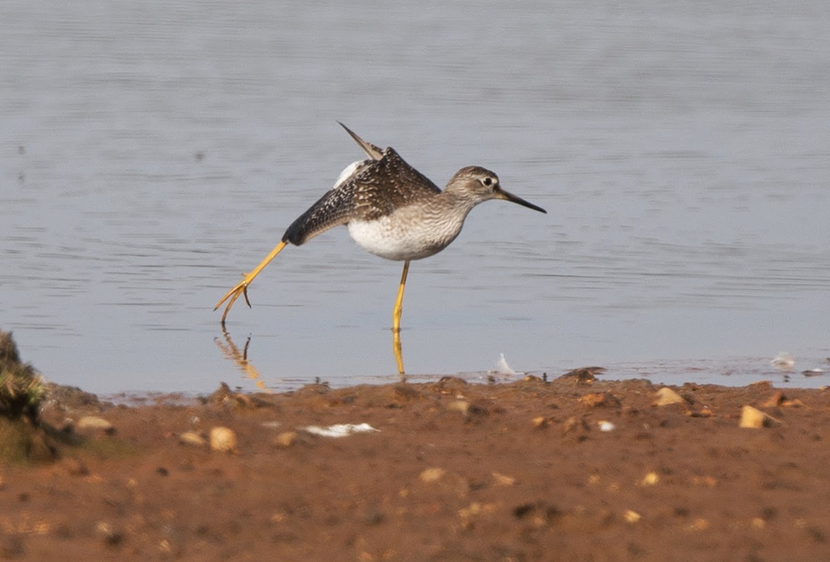 gulbeinsnipe - ML227156771