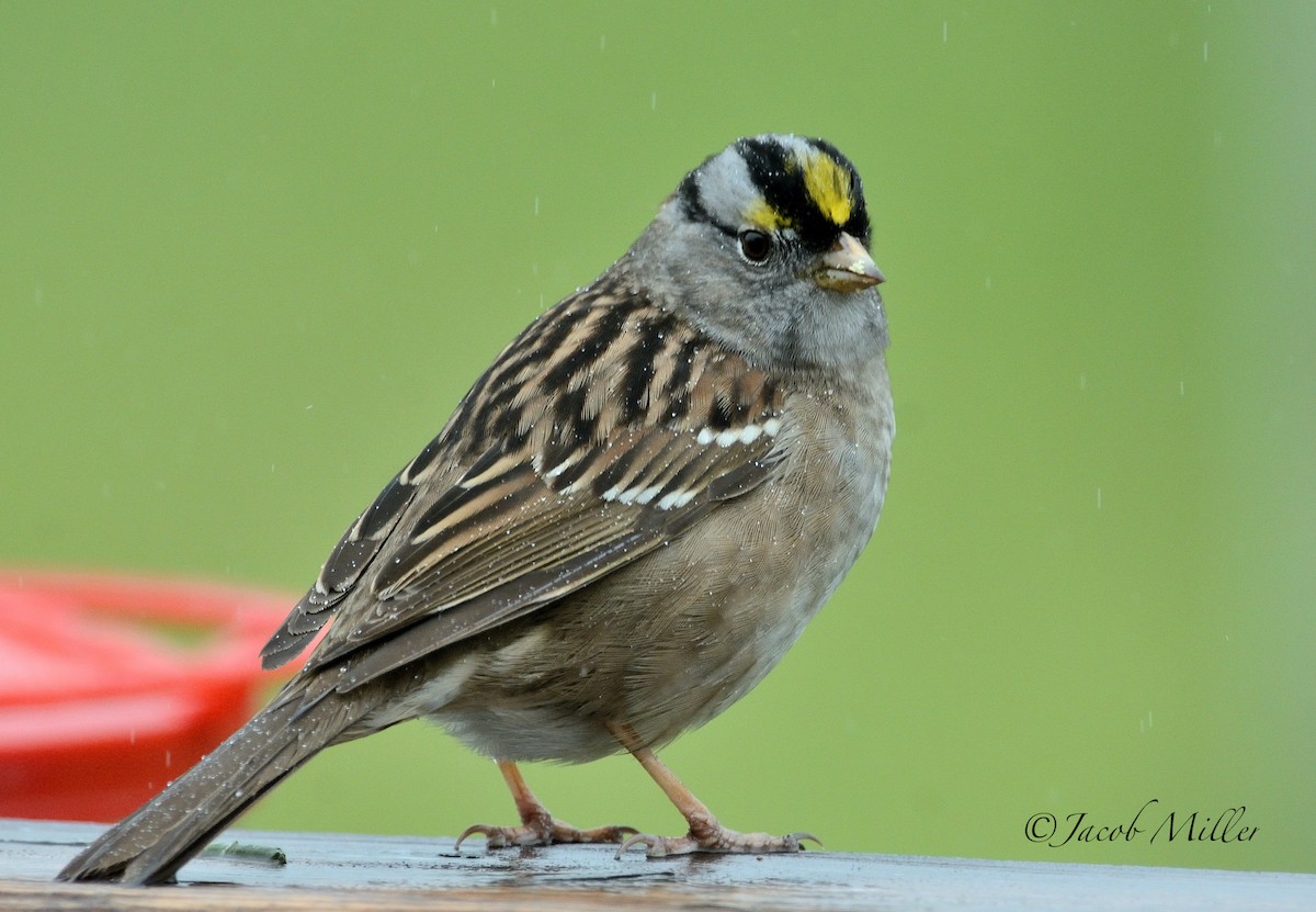 White-crowned x Golden-crowned Sparrow (hybrid) - Jacob Miller