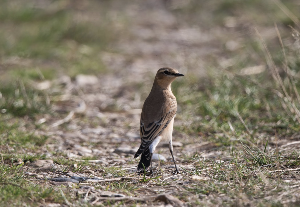 Northern Wheatear - ML227156941