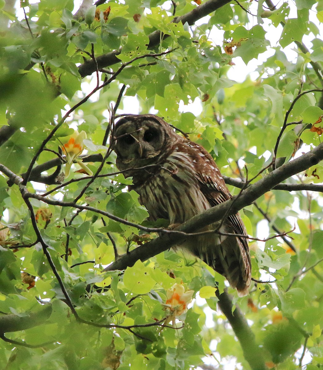 Barred Owl - ML227157101