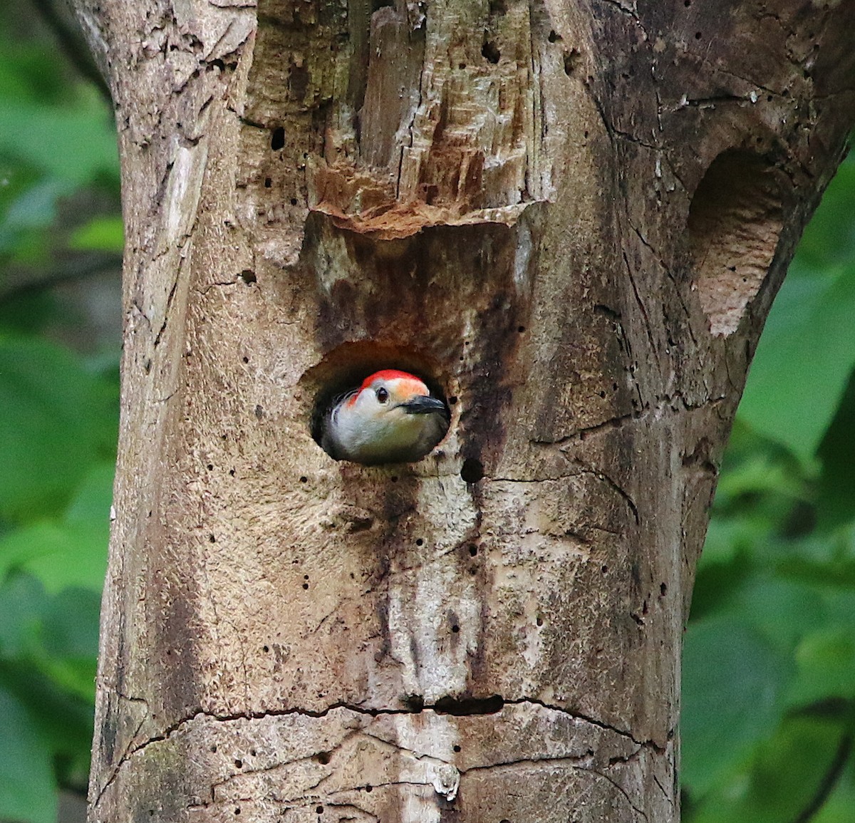 Red-bellied Woodpecker - Lori White