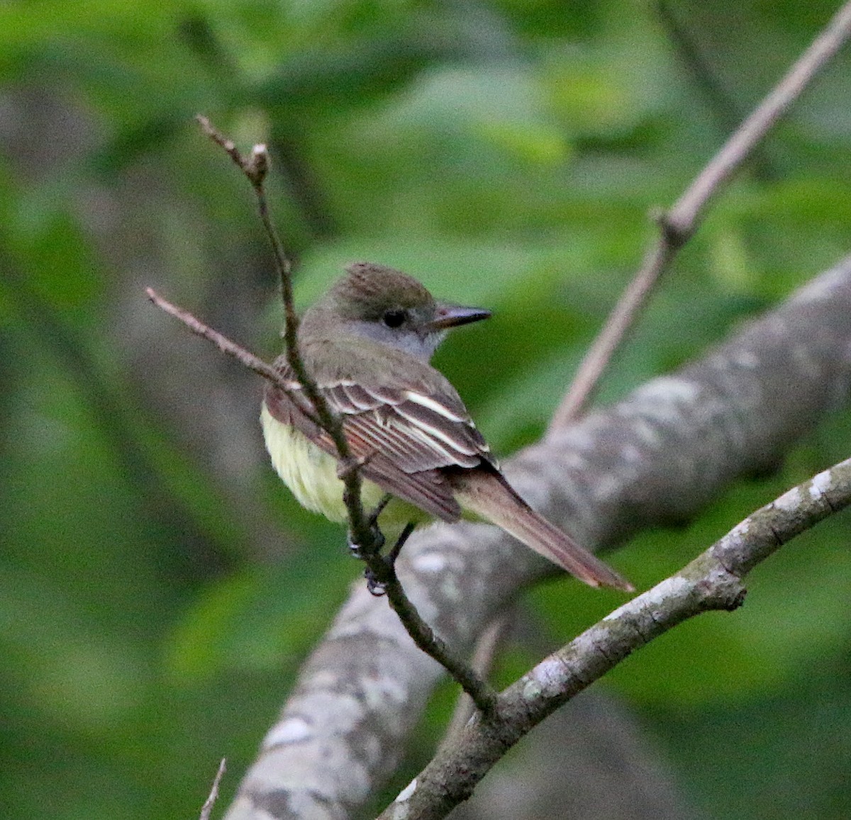 Great Crested Flycatcher - ML227157651