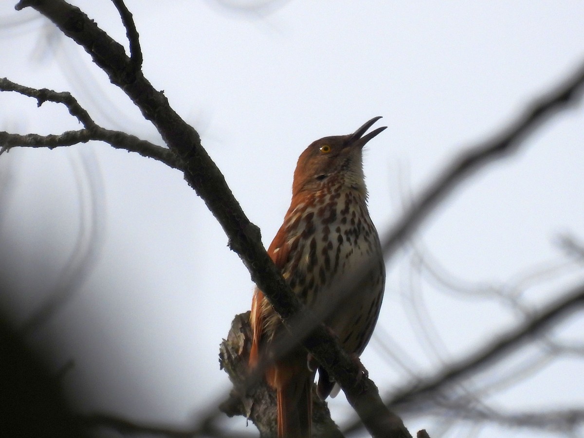 Brown Thrasher - ML227158221