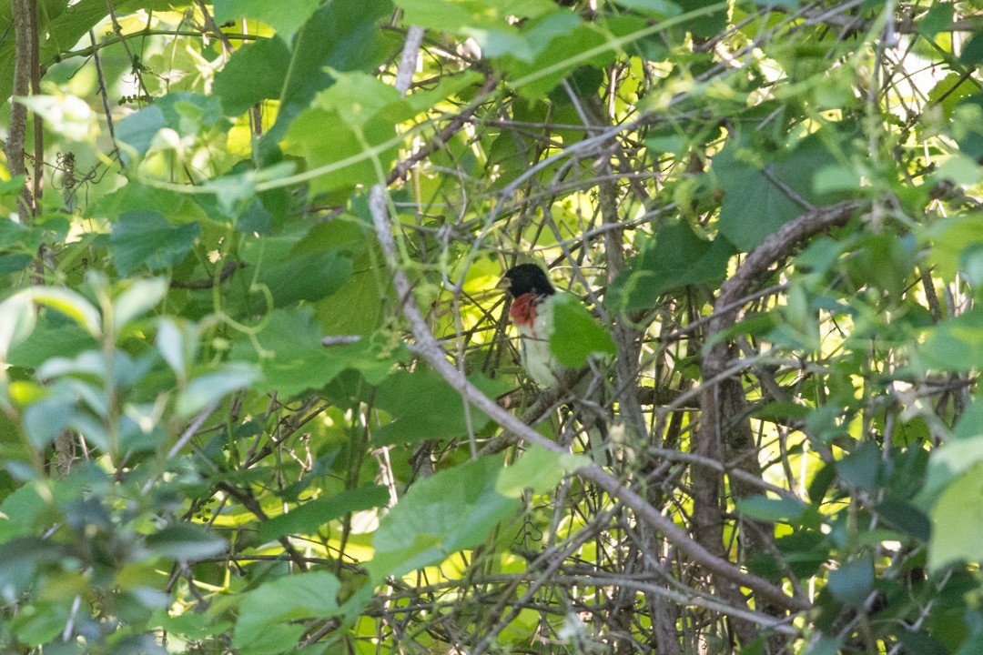Rose-breasted Grosbeak - ML227158311