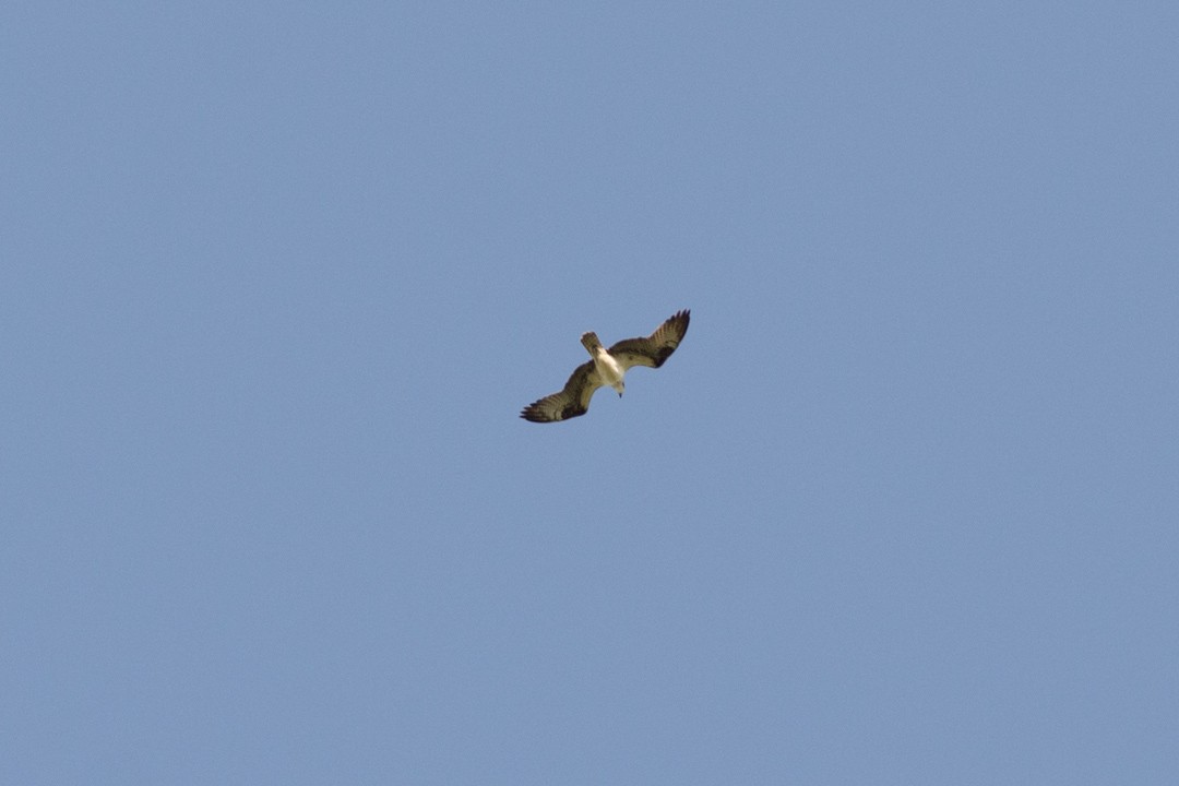 Águila Pescadora - ML227158361