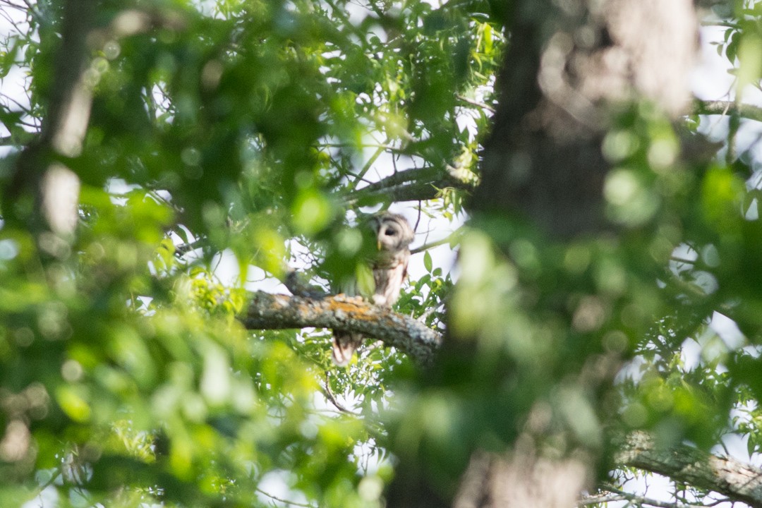 Barred Owl - ML227158431