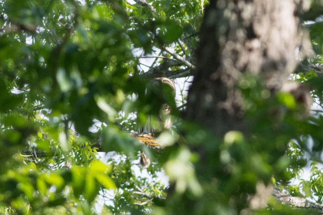 Barred Owl - ML227158441