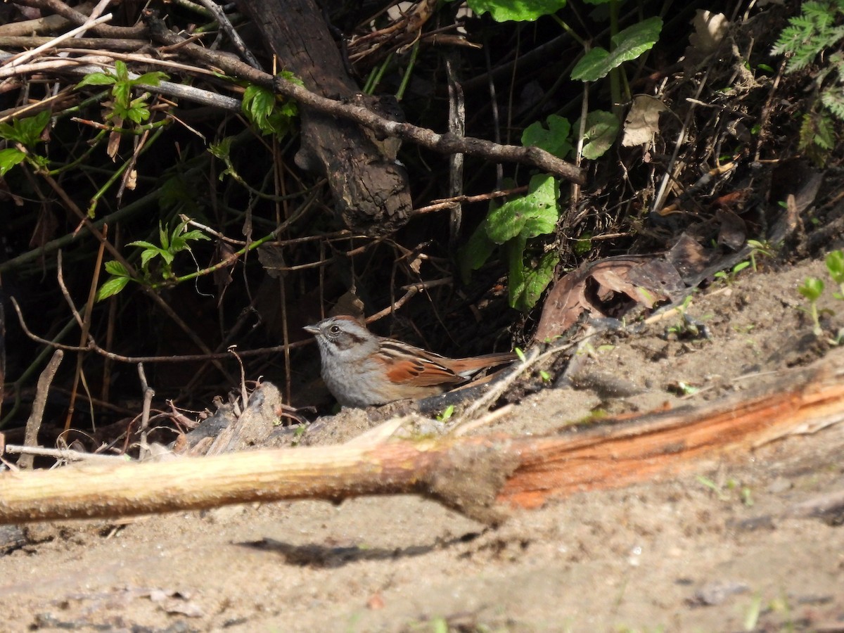 Swamp Sparrow - ML227158741