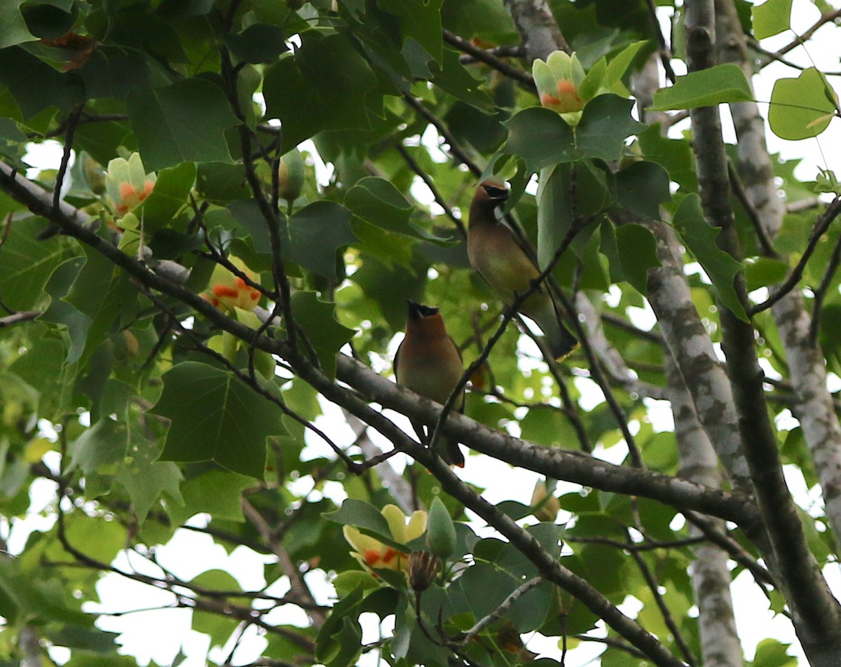 Cedar Waxwing - ML227158821