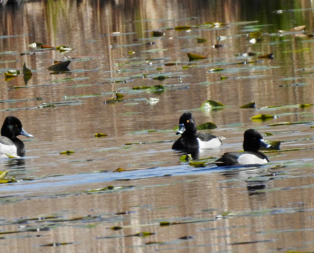 Ring-necked Duck - John Felton