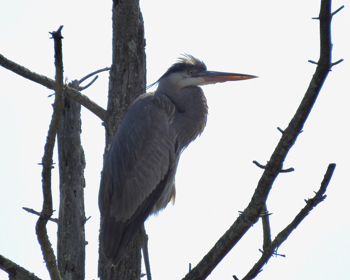 Great Blue Heron - ML227160751