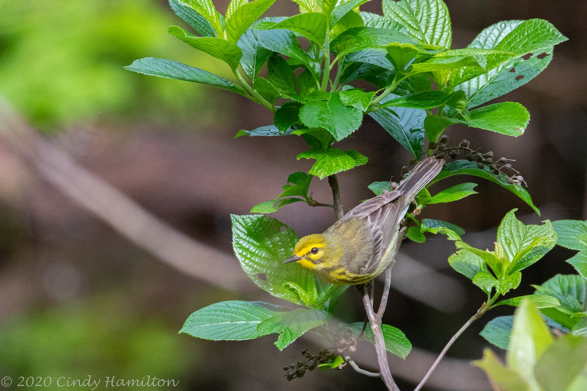 Prairie Warbler - ML227161721