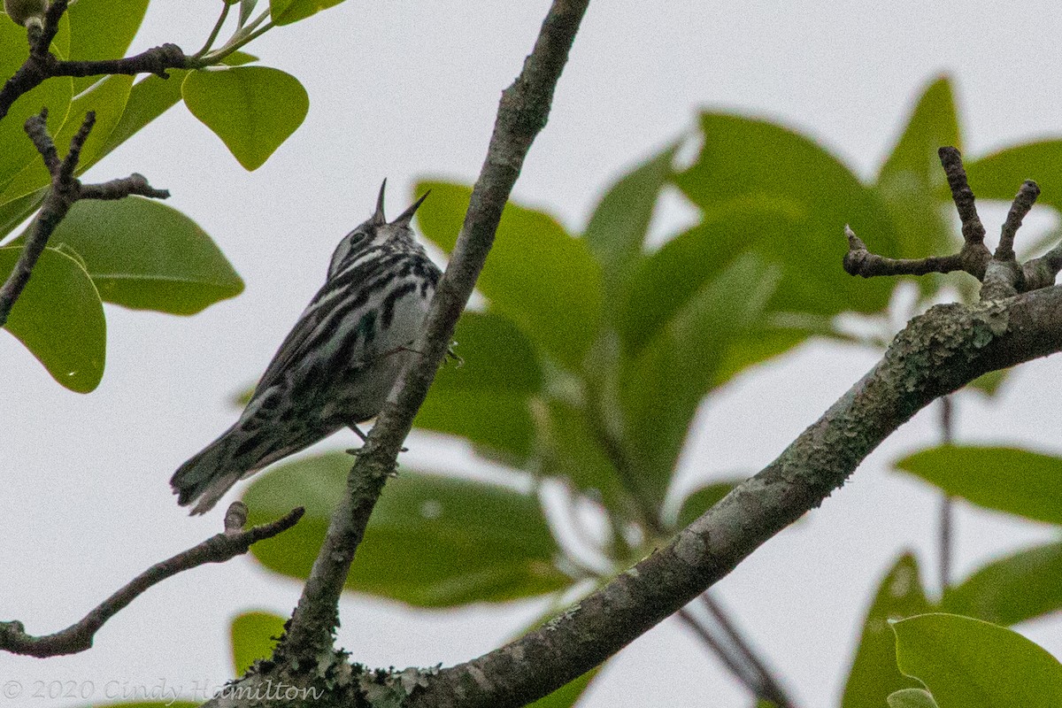 Black-and-white Warbler - ML227161871