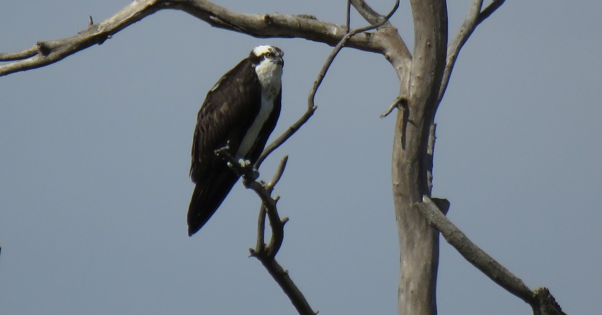 Águila Pescadora - ML227163151