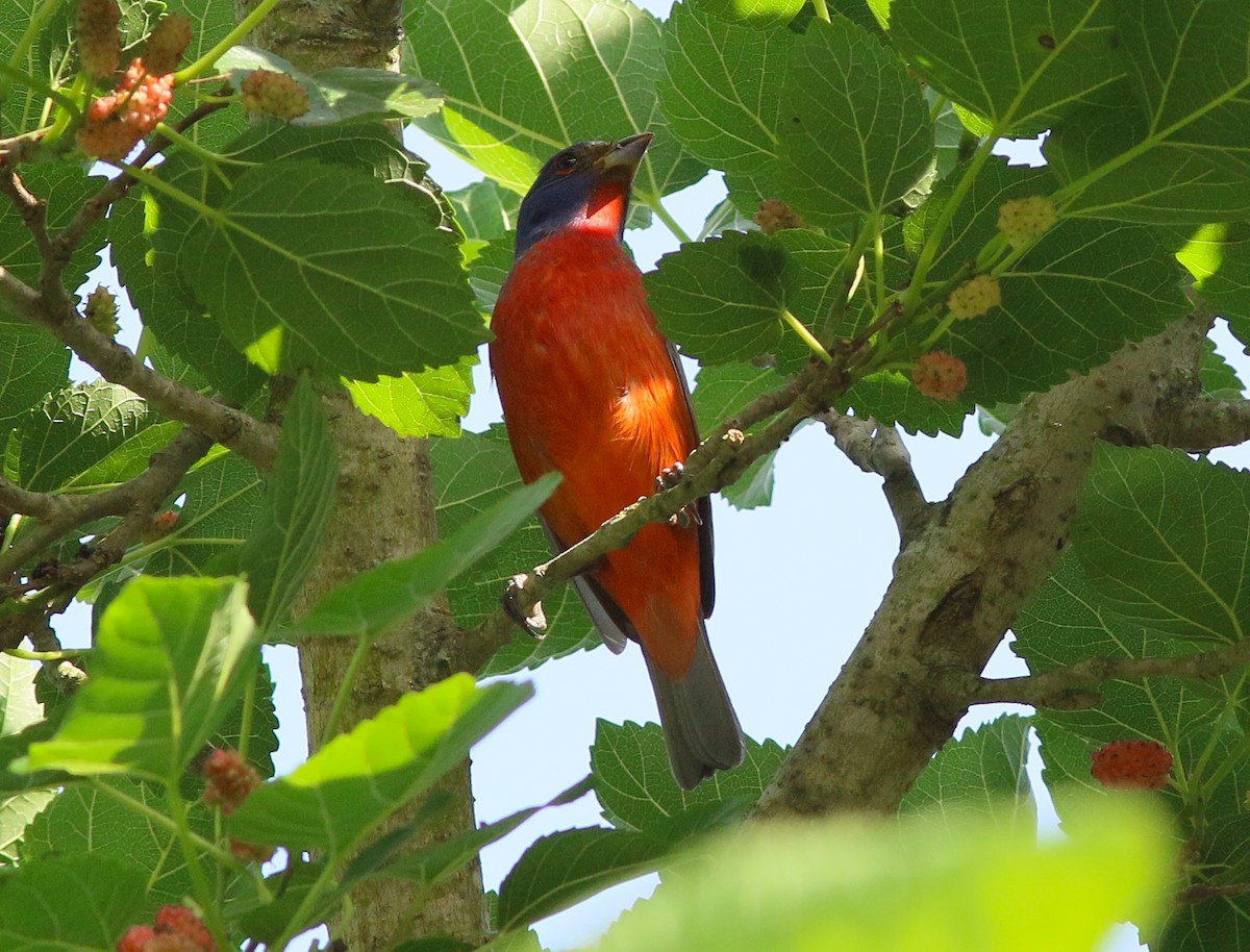 Painted Bunting - John O'Brien