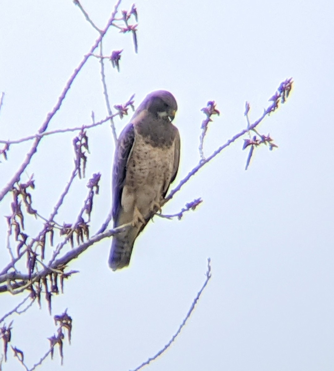 Swainson's Hawk - ML227163651