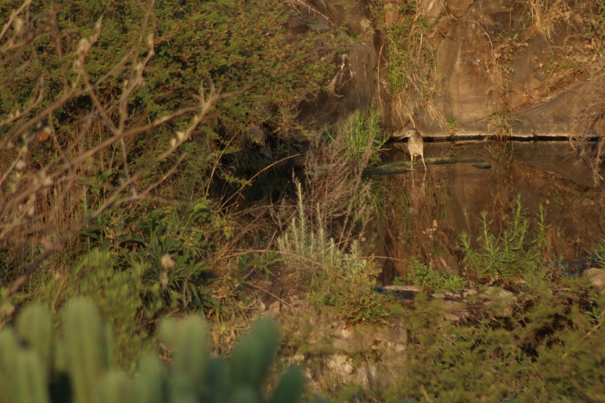 Black-crowned Night Heron - ML227164221