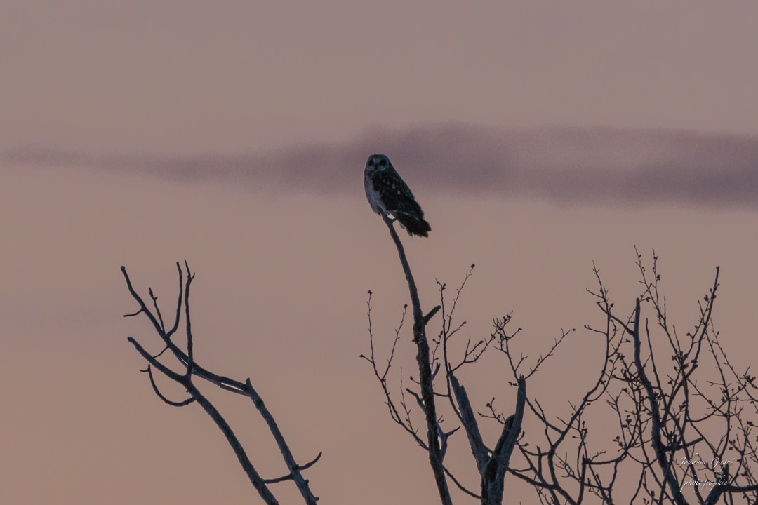 Short-eared Owl - ML227166481