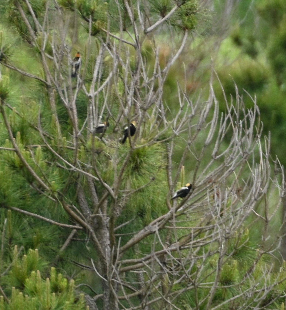 bobolink americký - ML227166941