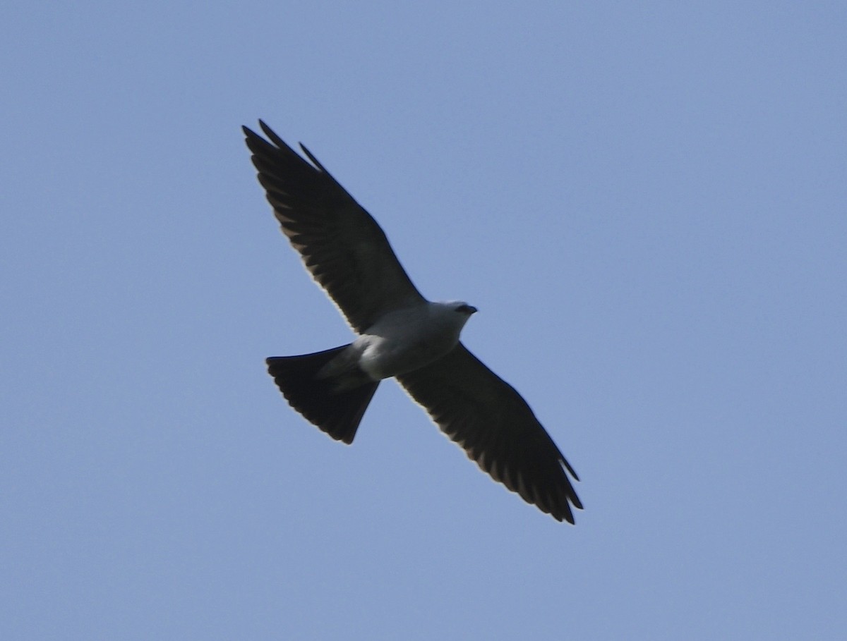 Mississippi Kite - ML227167731